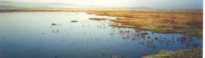 a lagoon on Salthouse marsh 